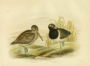 オーストラリアのスナイプまたはレイサムのスナイプ、1891年 作： Gracius Broinowski